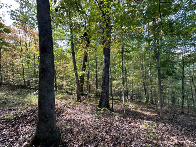 Listing Image 76