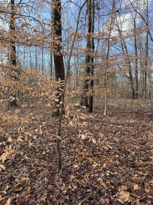 Listing Image 18