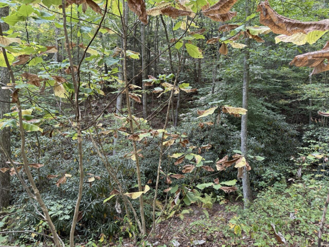 Listing Image 45