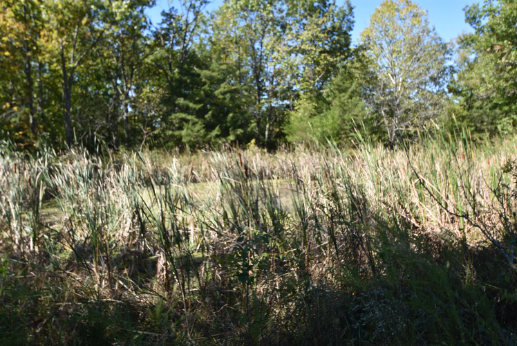 Listing Image 52
