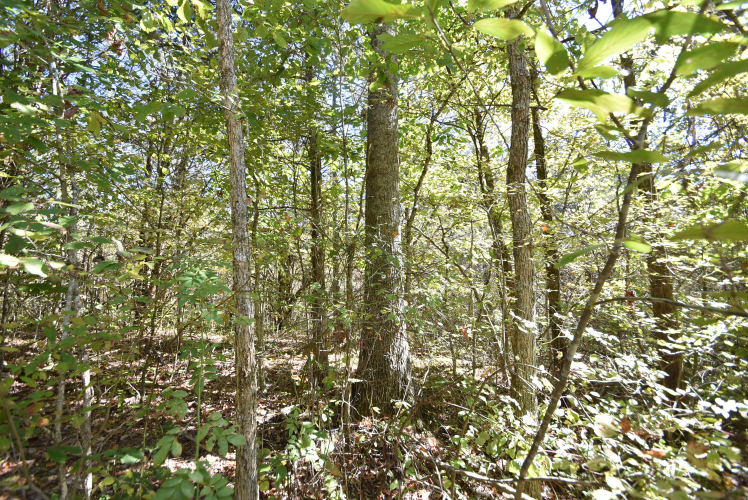 Listing Image 53