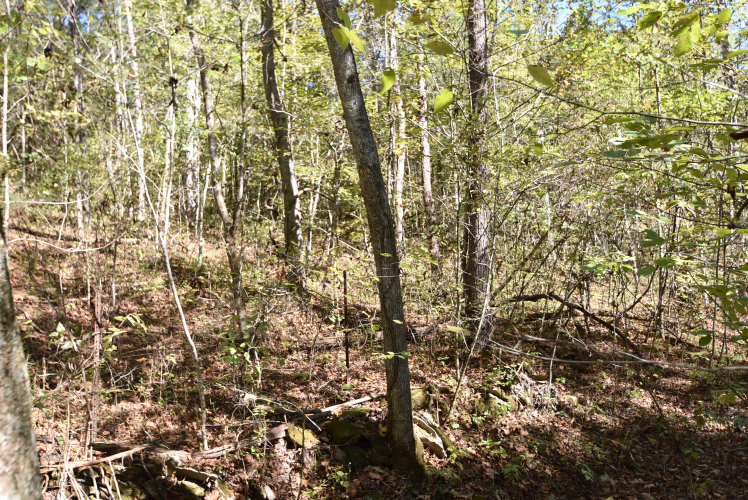 Listing Image 75
