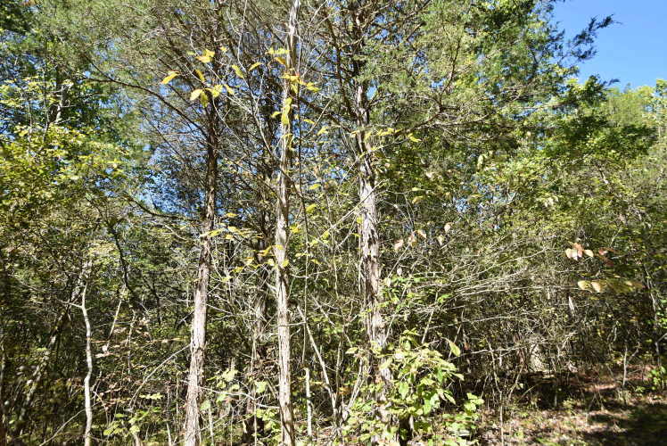 Listing Image 77