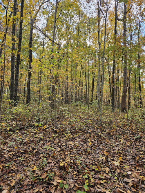 Listing Image 59