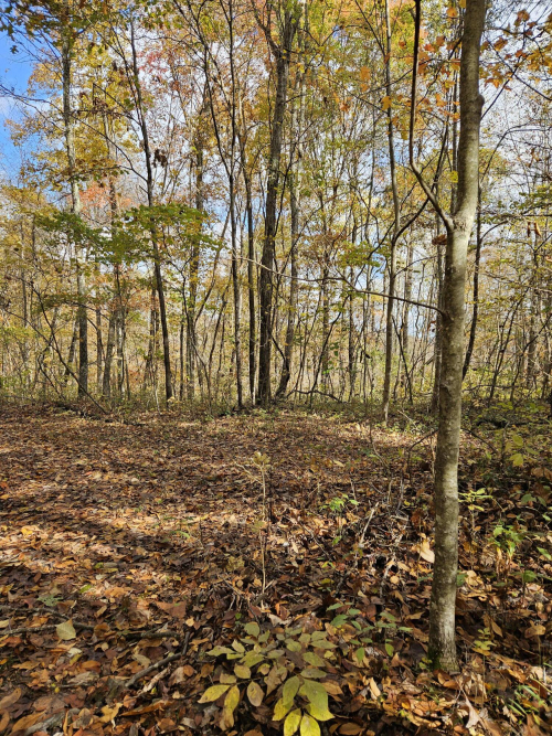 Listing Image 61