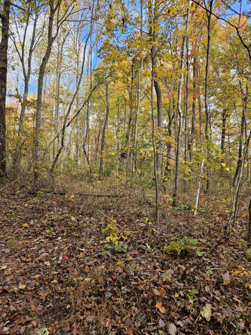Listing Image 63