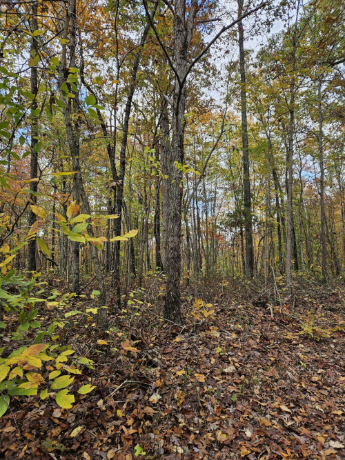 Listing Image 64