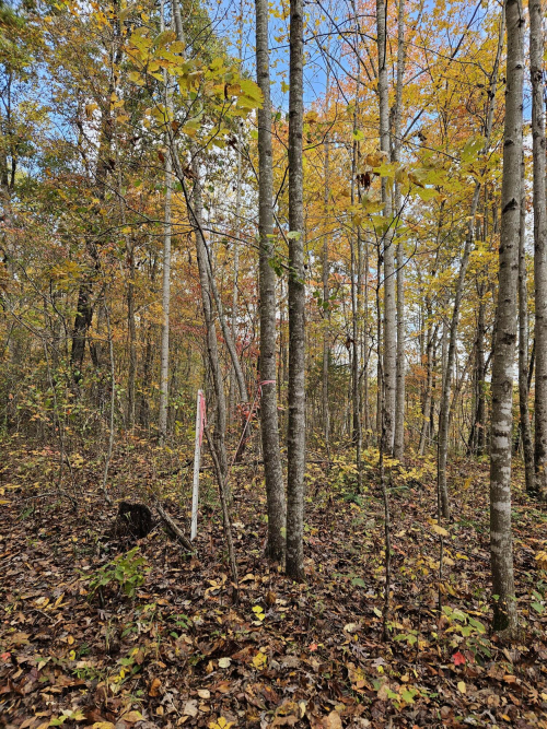 Listing Image 65