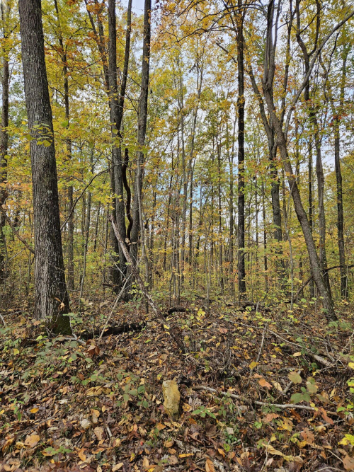 Listing Image 68