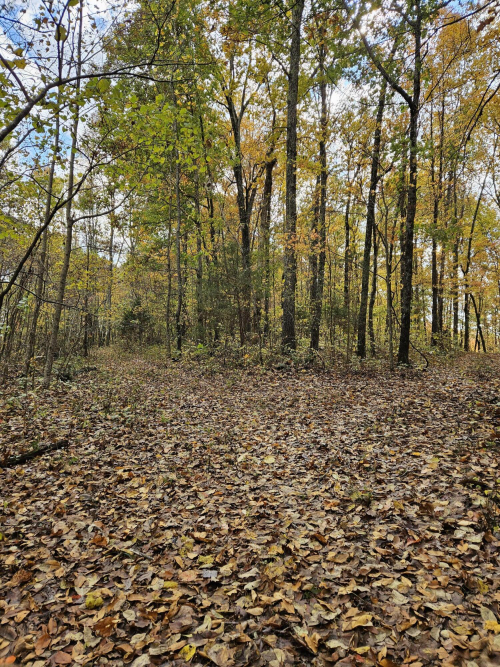 Listing Image 72