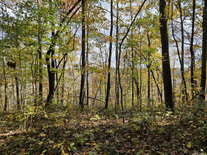 Listing Image 74