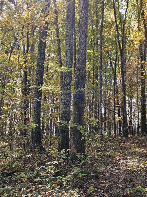 Listing Image 76