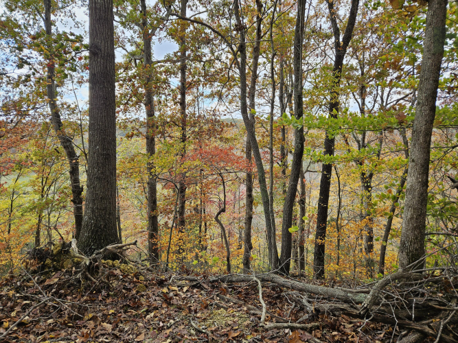 Listing Image 79