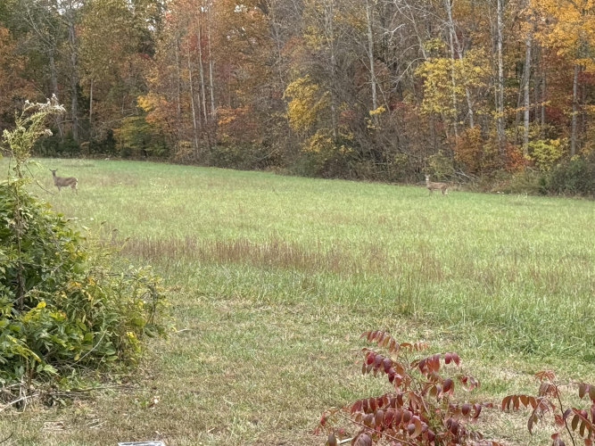 Listing Image 82