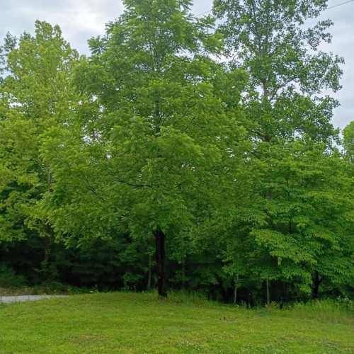 Listing Image 40
