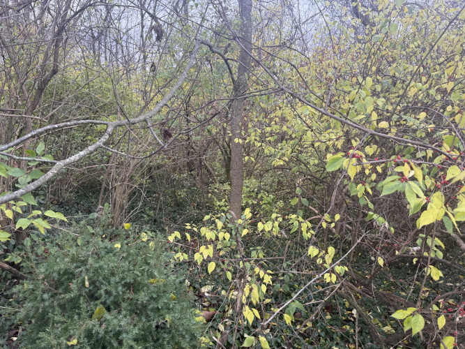 Listing Image 15