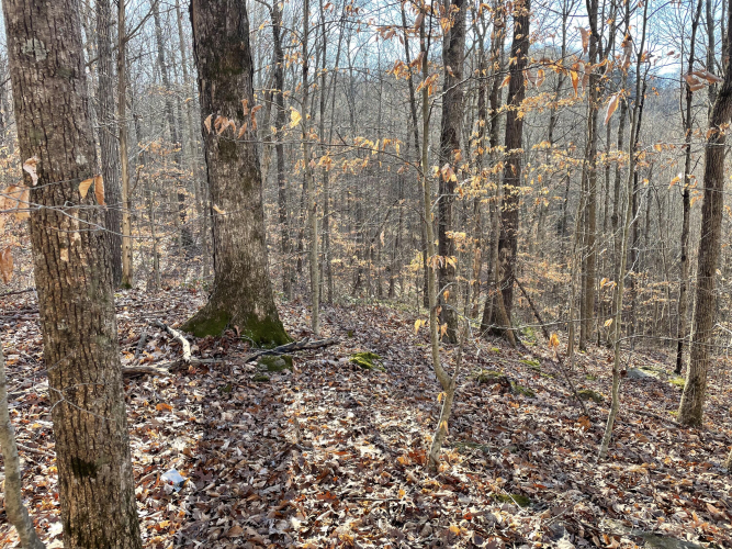 Listing Image 5