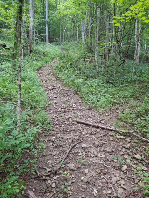 Listing Image 53