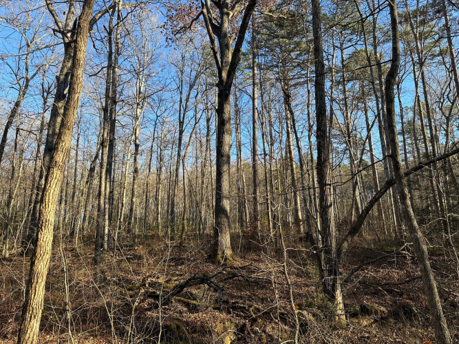 Listing Image 46