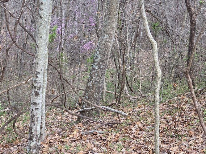Listing Image 18
