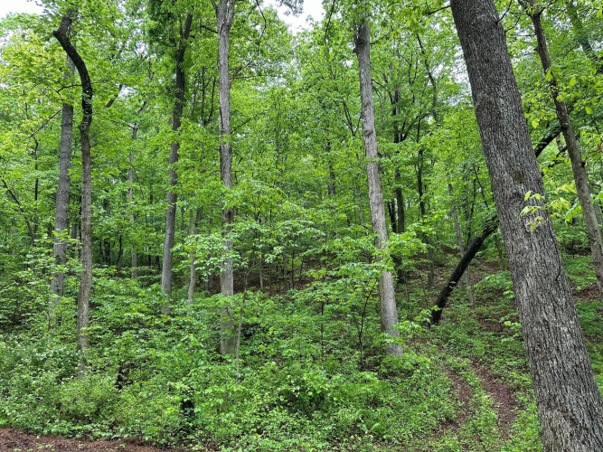 Listing Image 13