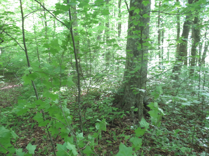Listing Image 35