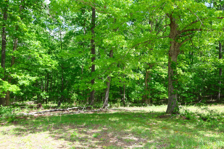 Listing Image 54