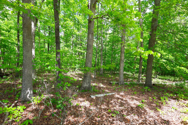 Listing Image 58