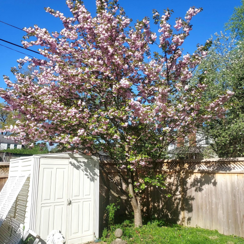 Listing Image 52