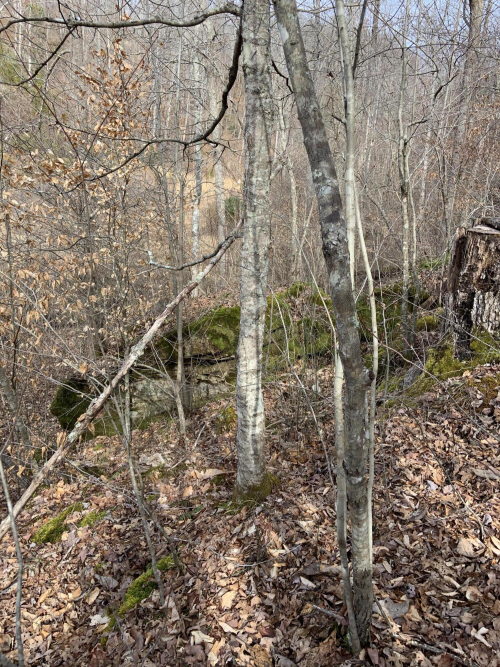 Listing Image 81