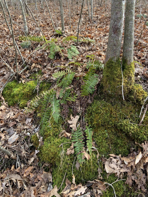 Listing Image 82