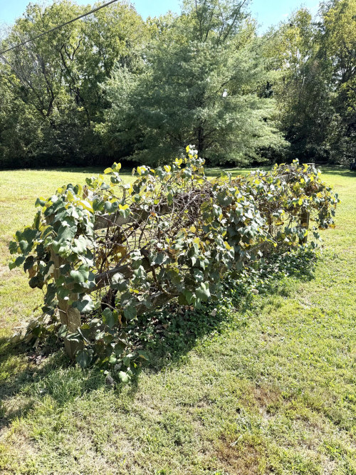 Listing Image 37