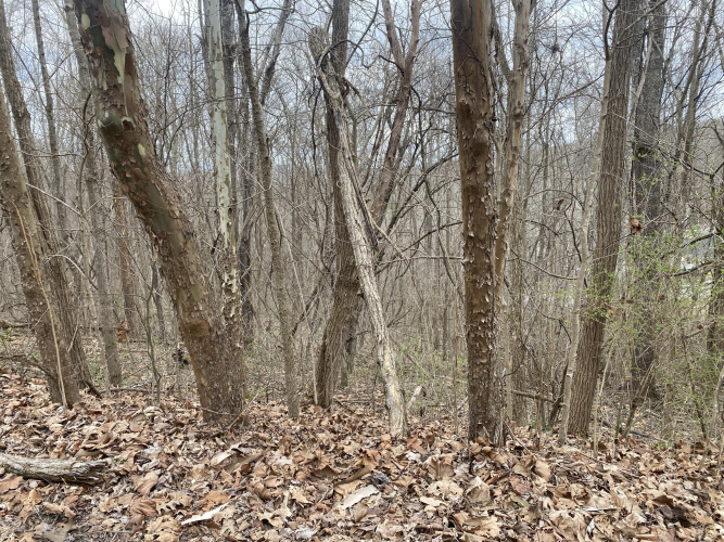 Listing Image 4