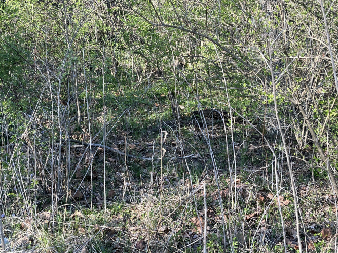Listing Image 65