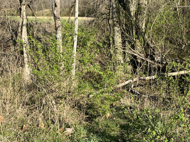 Listing Image 66