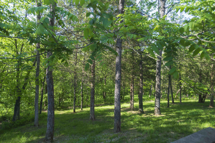 Listing Image 109