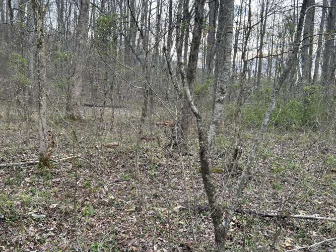 Listing Image 11