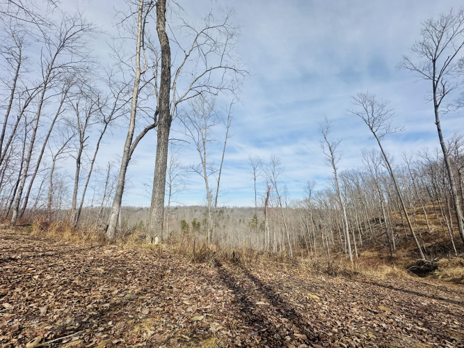 Listing Image 29