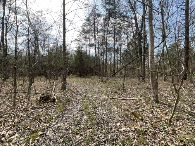 Listing Image 64