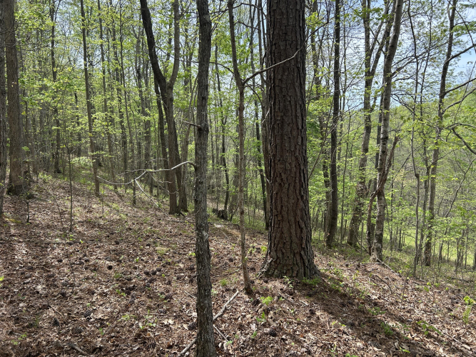 Listing Image 84