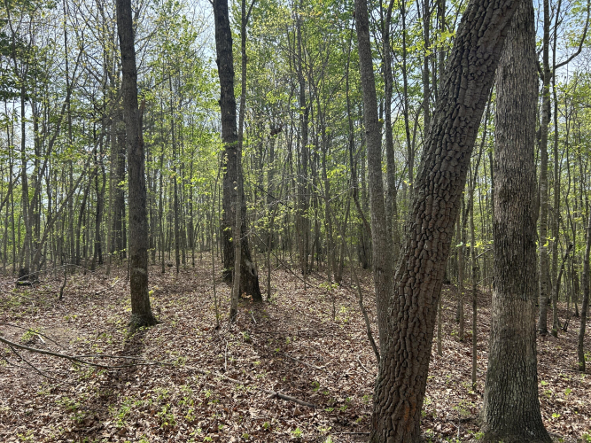Listing Image 88