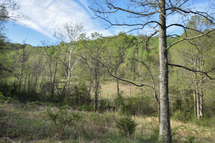 Listing Image 37