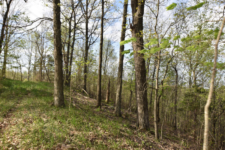Listing Image 51
