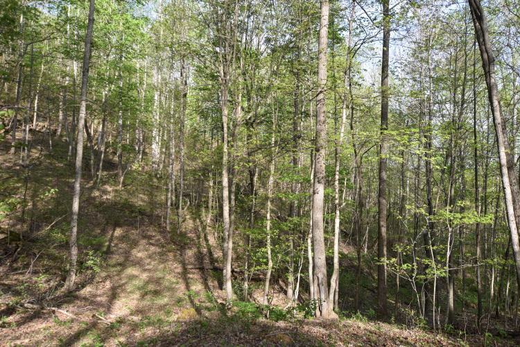 Listing Image 55