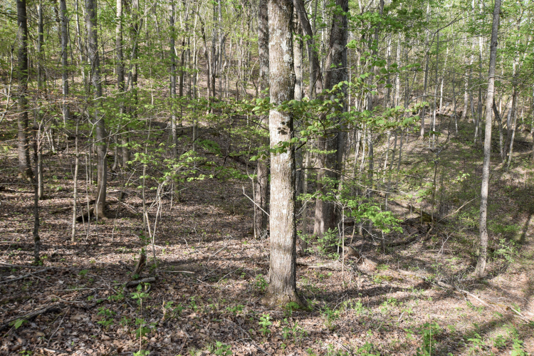 Listing Image 56