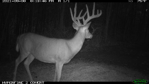 Listing Image 64