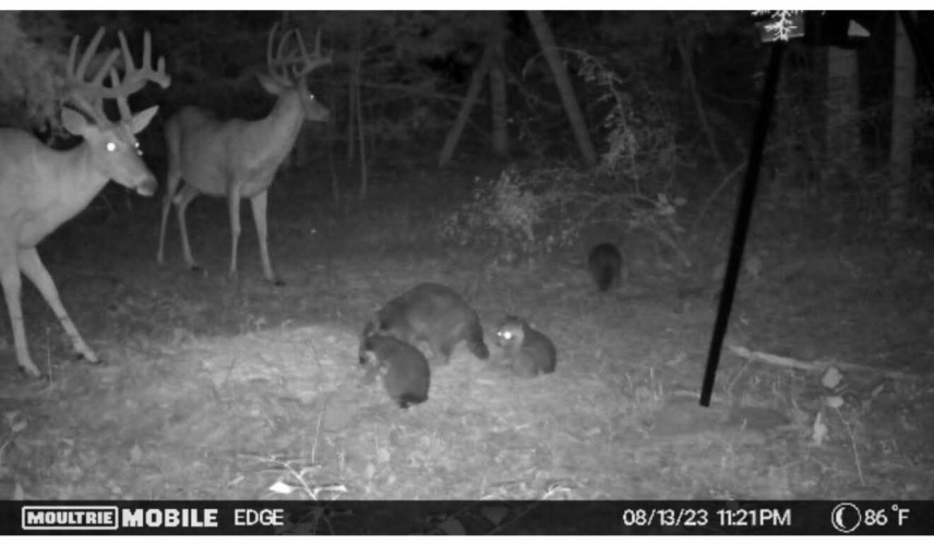 Listing Image 34