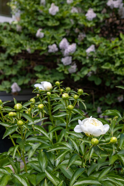 Listing Image 98