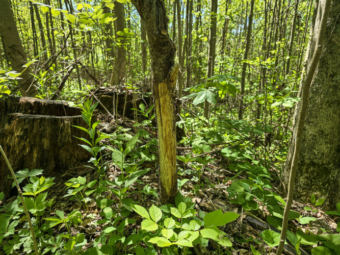 Listing Image 19