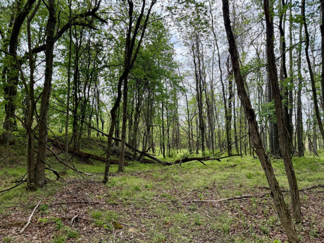 Listing Image 98
